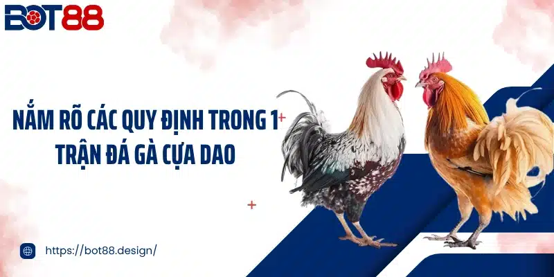 Nắm rõ các quy định trong 1 trận đá gà cựa dao
