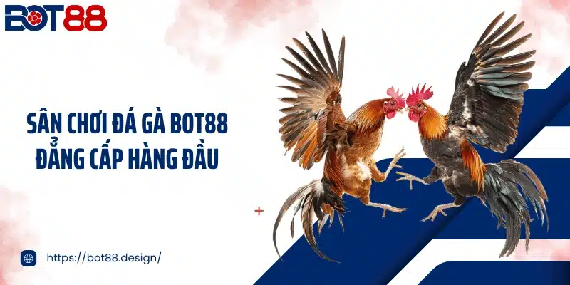 Sân chơi đá gà Bot88 đẳng cấp hàng đầu